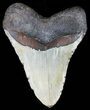 Bargain, Megalodon Tooth - North Carolina #50995-2